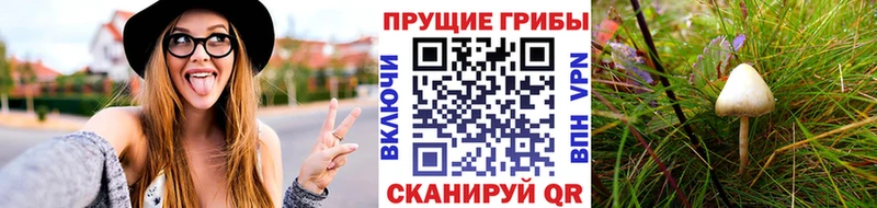 купить наркоту  Волжский  Псилоцибиновые грибы прущие грибы 
